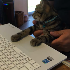 奇跡の猫の画像