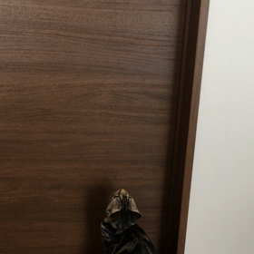 猫ちゃん成功！の画像