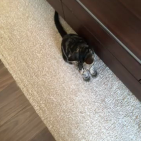 猫鳴の画像
