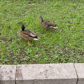 かもの画像