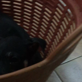 牛模様のお犬様babyฅ՞•ﻌ•՞ฅﾜﾝ♥の画像