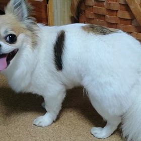 忘備録として ちまの病状を記録の画像