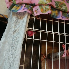 1988.檸檬とバトル？のサムネイル画像