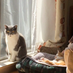 ぱたぱたぱたぱたの画像
