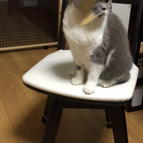猫それぞれの画像