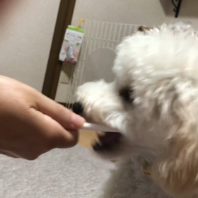 歯磨き練習の画像