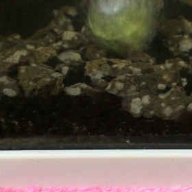 連日…の画像