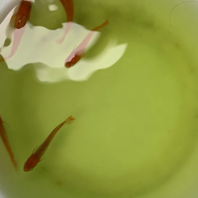 何メダカ？の画像