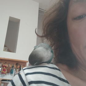 海外のバードシャワー稼働したよの画像