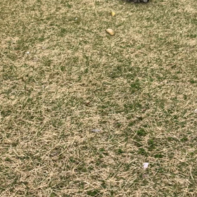 くうたんの後ろ足の画像