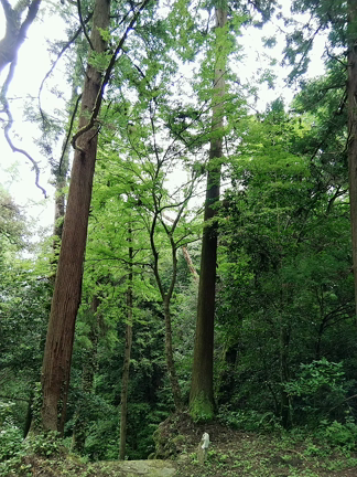 辿り着きました♪の記事動画