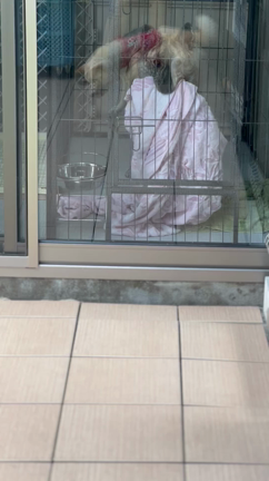 そしての記事動画
