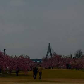 まだまだ桜のツーリングの画像