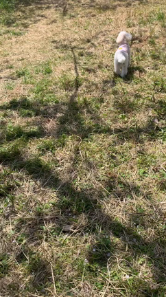 エソ＆サバ祭りとルルとお花見の記事動画