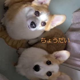 野菜大好き親子の画像