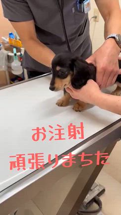 2月26日リンちゃん２回目のワクチン接種の記事動画