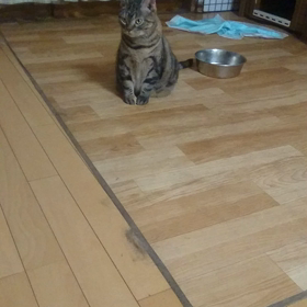 歩行の画像