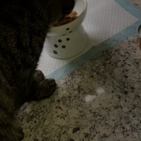 猫ちゃん　バイバイの画像