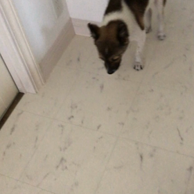 精一杯に頑張ってるねの画像