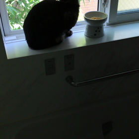 可愛い猫ちゃんの画像