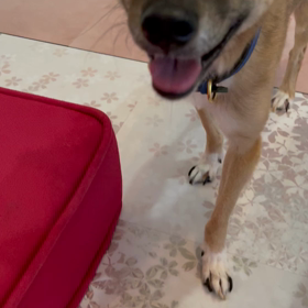 出たり入ったりの画像