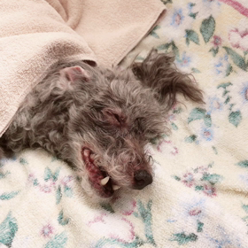 バンビちゃん　手術の画像