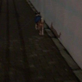 ソラちゃん　絶好調‼️の画像