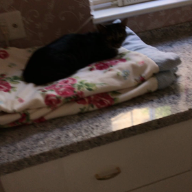 猫ちゃん　2日目の画像