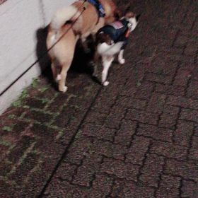 お散歩がバロメーター？の画像