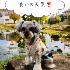 お散歩の画像