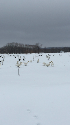 タンチョウの記事動画