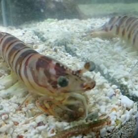 海水魚水槽が増えてますの画像