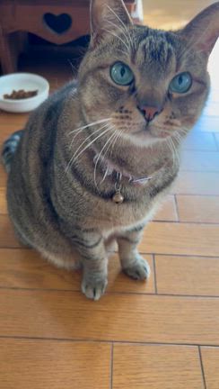 愛猫♡待望のメディファスから健康にこだわった無添加ペーストおやつ登場！の記事動画