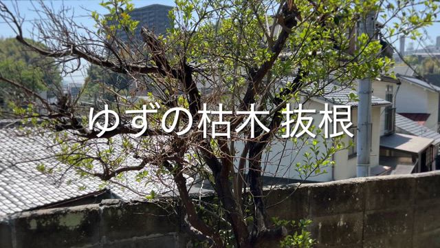 柚子の木(枯木)ひとりで抜根。の記事動画