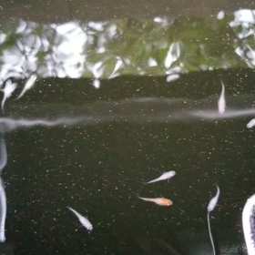 紅白の稚魚‼️の画像