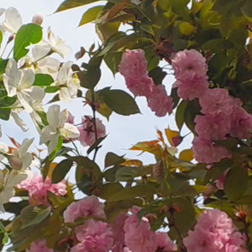 我が家の花たちの画像