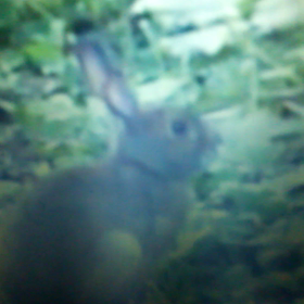 探した動画の画像