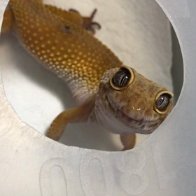 凄いポチ。の画像