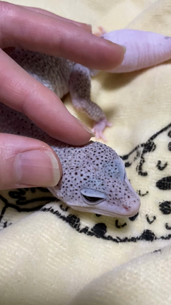 偉すぎるランちゃんっ(脱皮)の記事動画