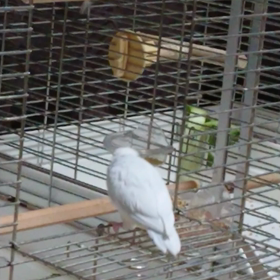 また、おいでの画像