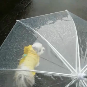 わんこの傘の画像
