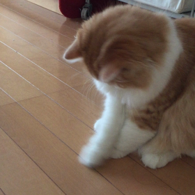 無印 猫草 動画編‼︎の画像