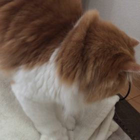 ふみふみの画像