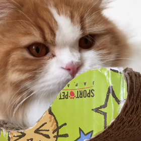 猫を人間年齢に例えると…11ヶ月の画像