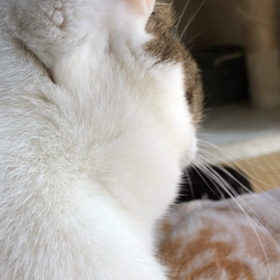 昼寝の途中。の画像