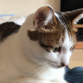 久しぶり、ちび太。の画像
