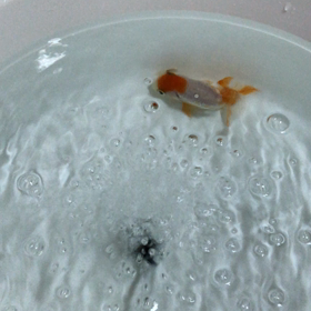 シロちゃんの水換え。の画像