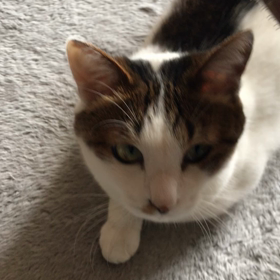 女子ねこと男子ねこ、寛ぎの違い。の画像