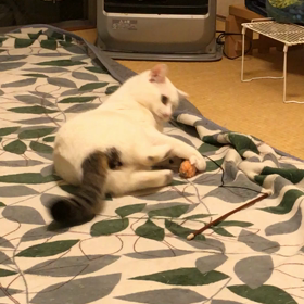 猛獣と1mの壁。の画像