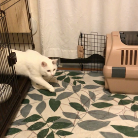 次の一手。の画像